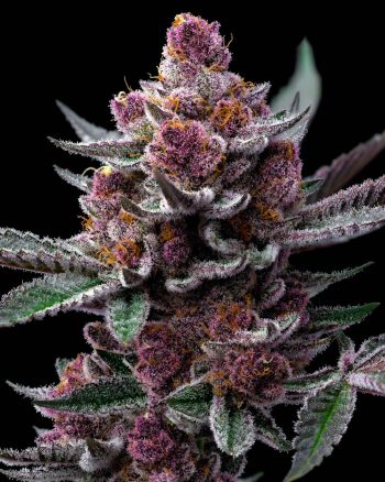 cherry poppers feminized barneys farm seeds