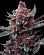 cherry poppers feminized barneys farm seeds