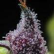 cherry-poppers-barneys-farm-seeds