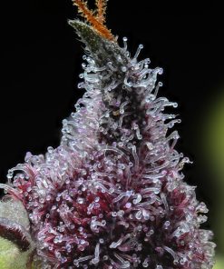 cherry poppers feminized barneys farm seeds