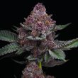 cherry-poppers-barneys-farm-seeds