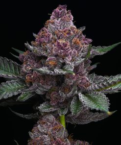 cherry poppers feminized barneys farm seeds