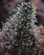 cherry-poppers-barneys-farm-seeds
