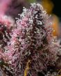 cherry-poppers-barneys-farm-seeds