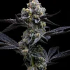 garlic cookies feminized barneys farm seeds