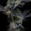 garlic-cookies-feminized-barneys-farm-seeds