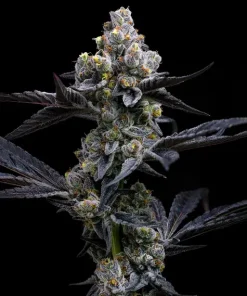 garlic cookies feminized barneys farm seeds