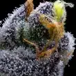 garlic-cookies-feminized-barneys-farm-seeds