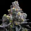 garlic-cookies-feminized-barneys-farm-seeds