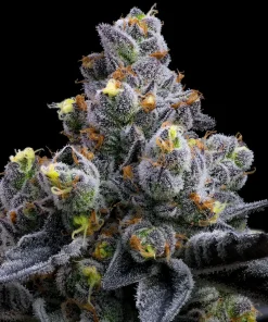 garlic cookies feminized barneys farm seeds