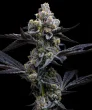 garlic-cookies-feminized-barneys-farm-seeds