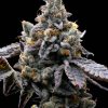 gmo cookies feminized barneys farm seeds