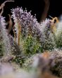gmo-cookies-feminized-barneys-farm-seeds