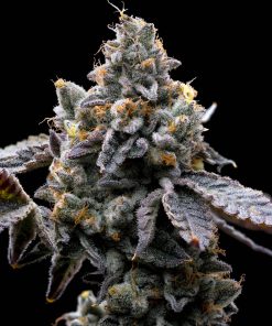 gmo cookies feminized barneys farm seeds