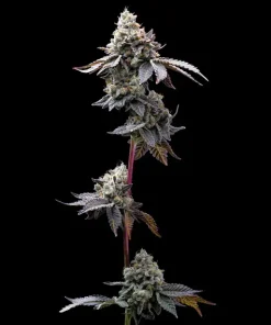 gmo cookies feminized barneys farm seeds