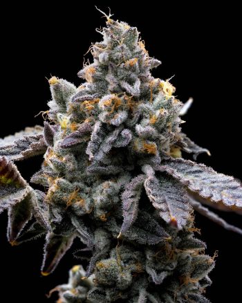 gmo cookies feminized barneys farm seeds