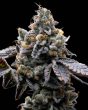 gmo cookies feminized barneys farm seeds