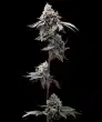 gmo-cookies-feminized-barneys-farm-seeds