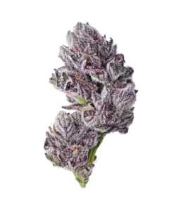 iced sangria triploid f1 feminized growers choice seeds