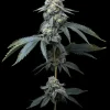 jealousy feminized barneys farm seeds