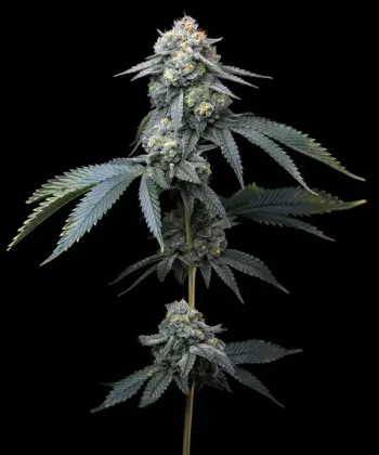 jealousy feminized barneys farm seeds
