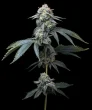jealousy feminized barneys farm seeds