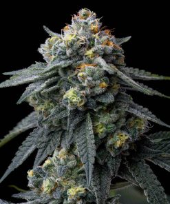 jealousy feminized barneys farm seeds