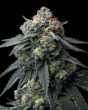 jealousy-feminized-barneys-farm