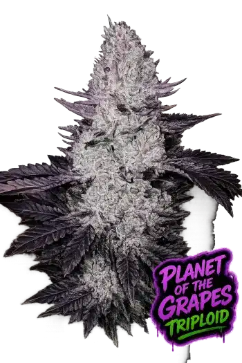 Planet of the Grapes Triploid feminized cannabis seeds by Love Cannabis with colourful resin-coated buds and premium triploid genetics