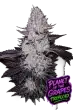Planet of the Grapes Triploid feminized cannabis seeds by Love Cannabis with colourful resin-coated buds and premium triploid genetics