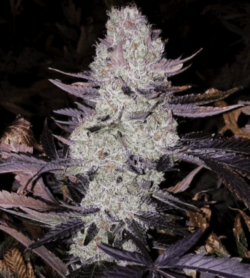 planet of the grapes triploid feminized seeds