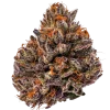 tropicana cherry triploid feminized by growers choice seeds