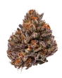 tropicana cherry triploid feminized by growers choice seeds