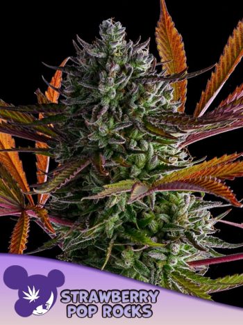 Strawberry Pop Rocks feminized cannabis seeds by Anesia Seeds