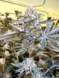 permanent-jealousy-auto-seeds-by-love-cannabis