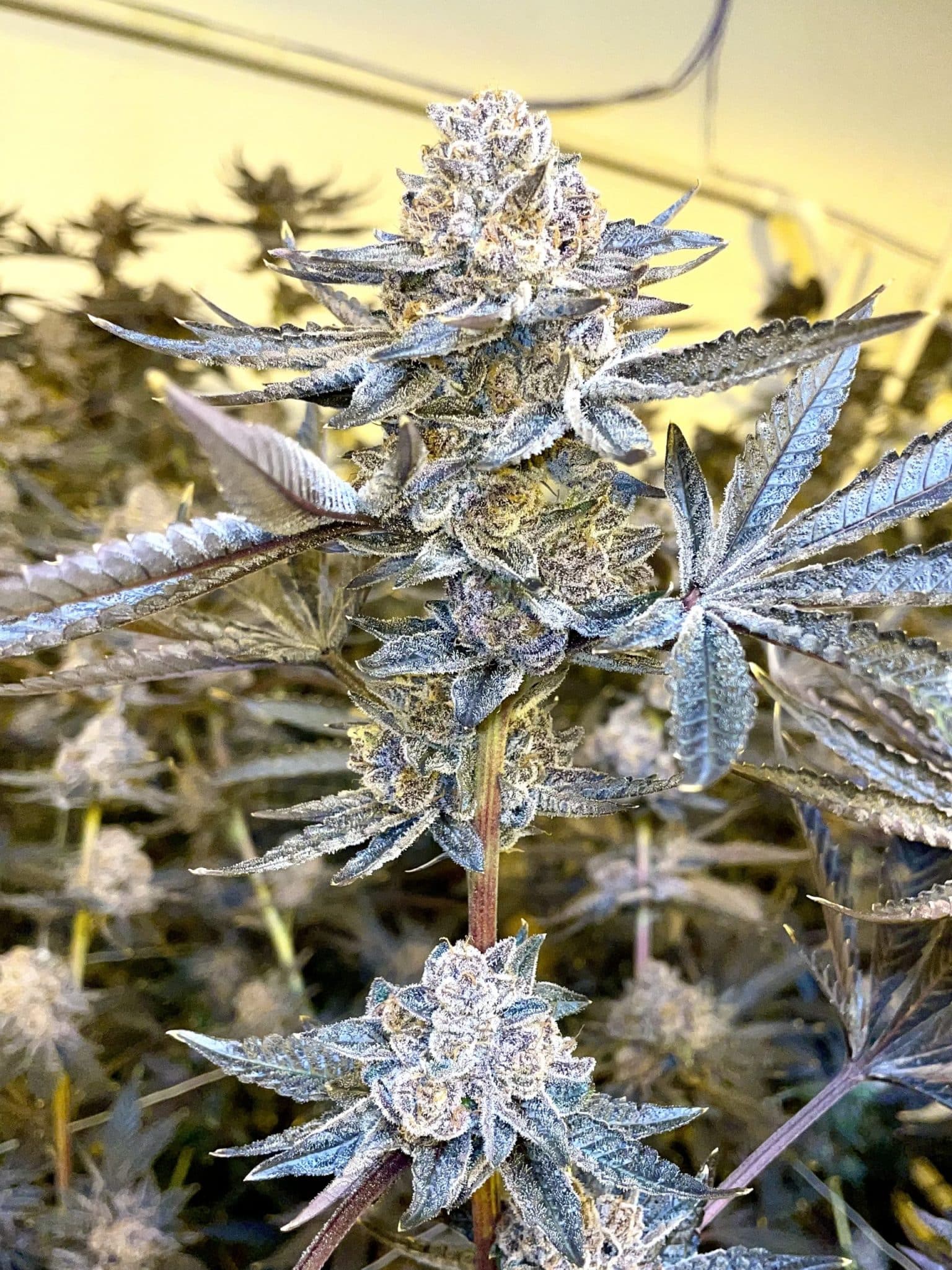 permanent-jealousy-auto-seeds-by-love-cannabis permanent jealousy auto seeds by love cannabis