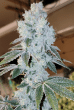 voila rbx5 auto seeds by love cannabis seeds