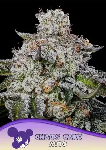 Chaos Cake Auto Seeds – Anesia Seeds