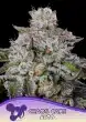 Chaos Cake Auto Seeds – Anesia Seeds