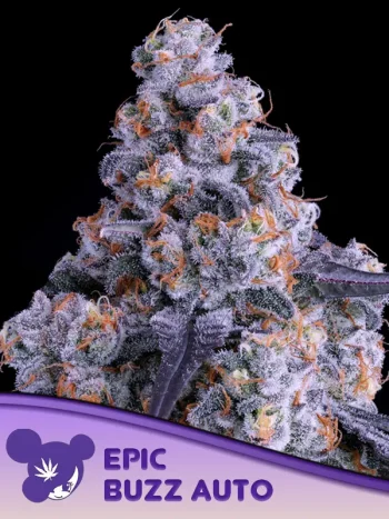 Epic Buzz Auto Feminized by Anesia Seeds