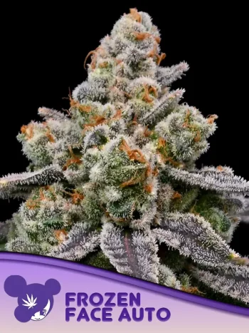 Frozen Face Auto Feminized by Anesia Seeds