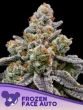 Frozen Face Auto Feminized by Anesia Seeds