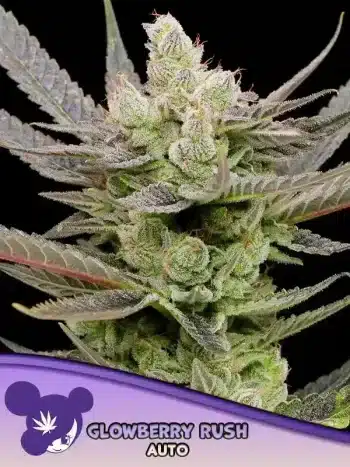 Glowberry Rush Auto Seeds – Anesia Seeds