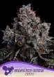 Grape Pop Rocks Auto autoflower cannabis seeds by Anesia Seeds