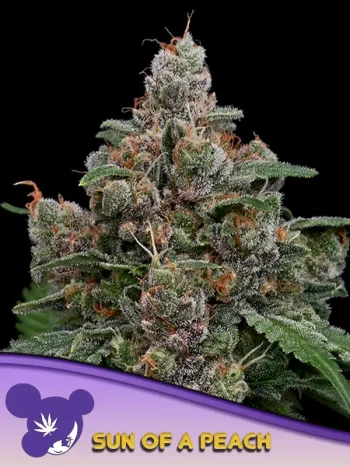 Sun of A Peach Feminized by Anesia Seeds