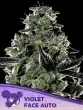 Violet Face Auto Feminized by Anesia Seeds