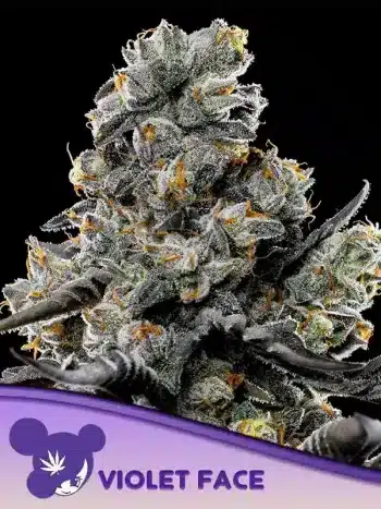 violet face by anesia seeds available at strainsupermarket.com