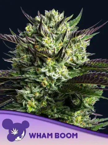 Wham Boom Feminized by Anesia Seeds