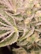 pink-payton-strain-seeds