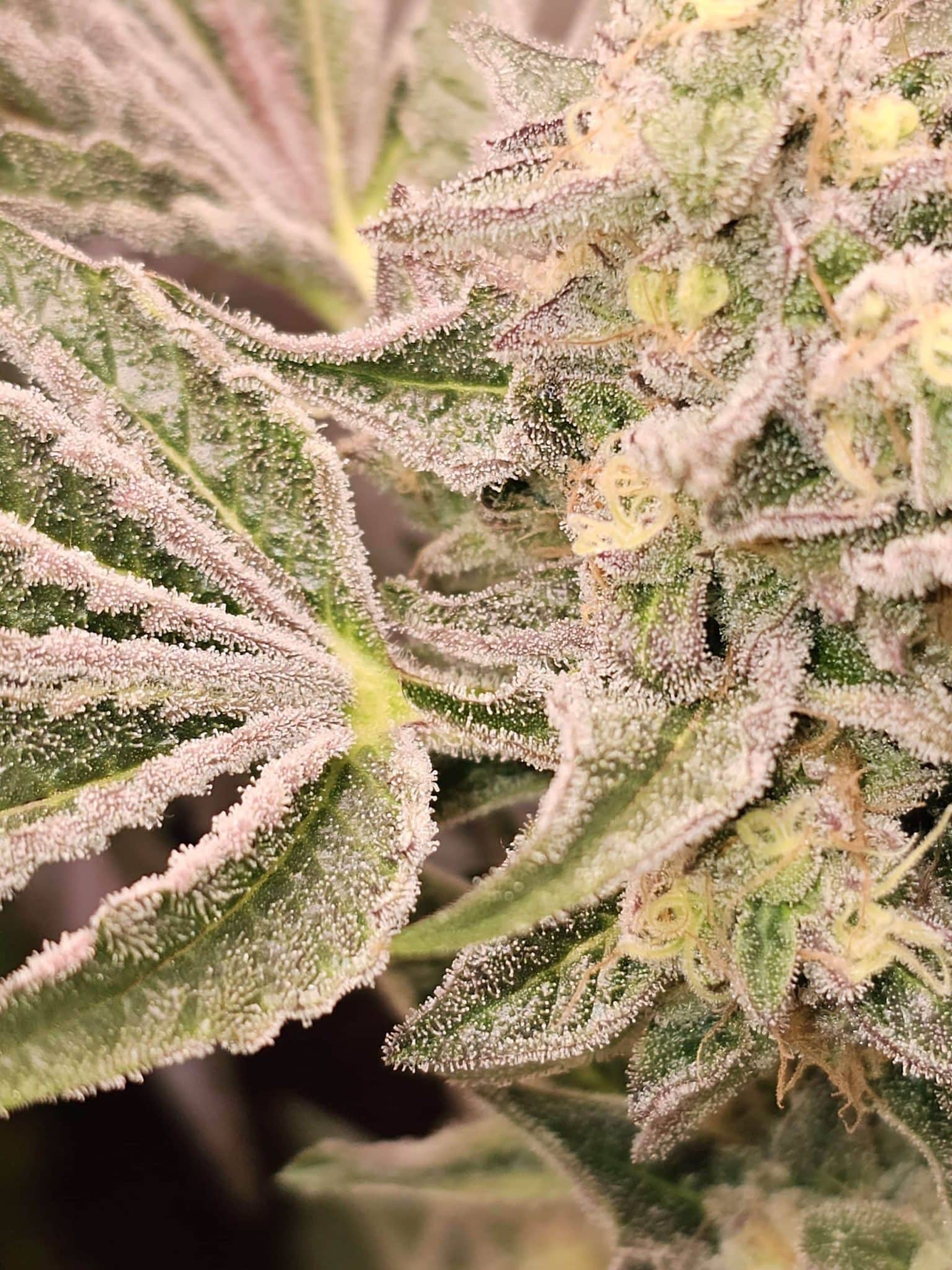 Pink-Payton-feminized-seeds pink payton feminized seeds
